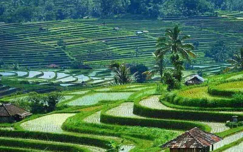 jatiluwih rice terrace jatiluwih rice terrace